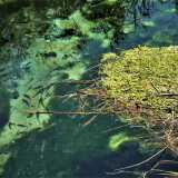 Il fiume � trasparente: banchi di grossi pesci si vedono persino dal ponte...